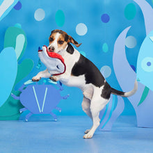 Load image into Gallery viewer, BARK Sting Crosby the Ray