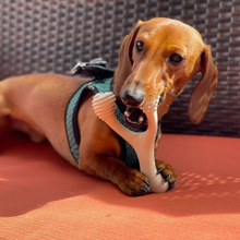 Load image into Gallery viewer, BetterBone HARD -Durable, All-Natural, No Nylon, Sustainable: Unflavored / Small (dogs under 25 lbs)